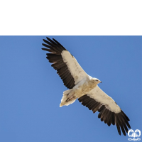 گونه کرکس مصری Egyptian Vulture